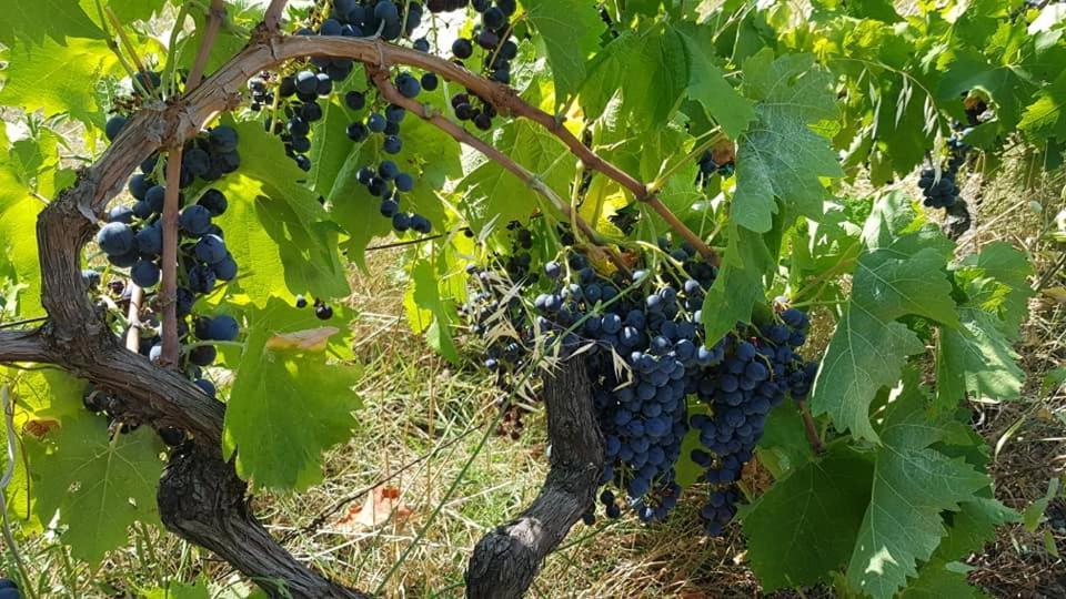 Agroturizem Hotel Vila Franceze Koman Eksteriør bilde